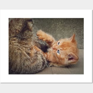 Playful orange kitten Posters and Art